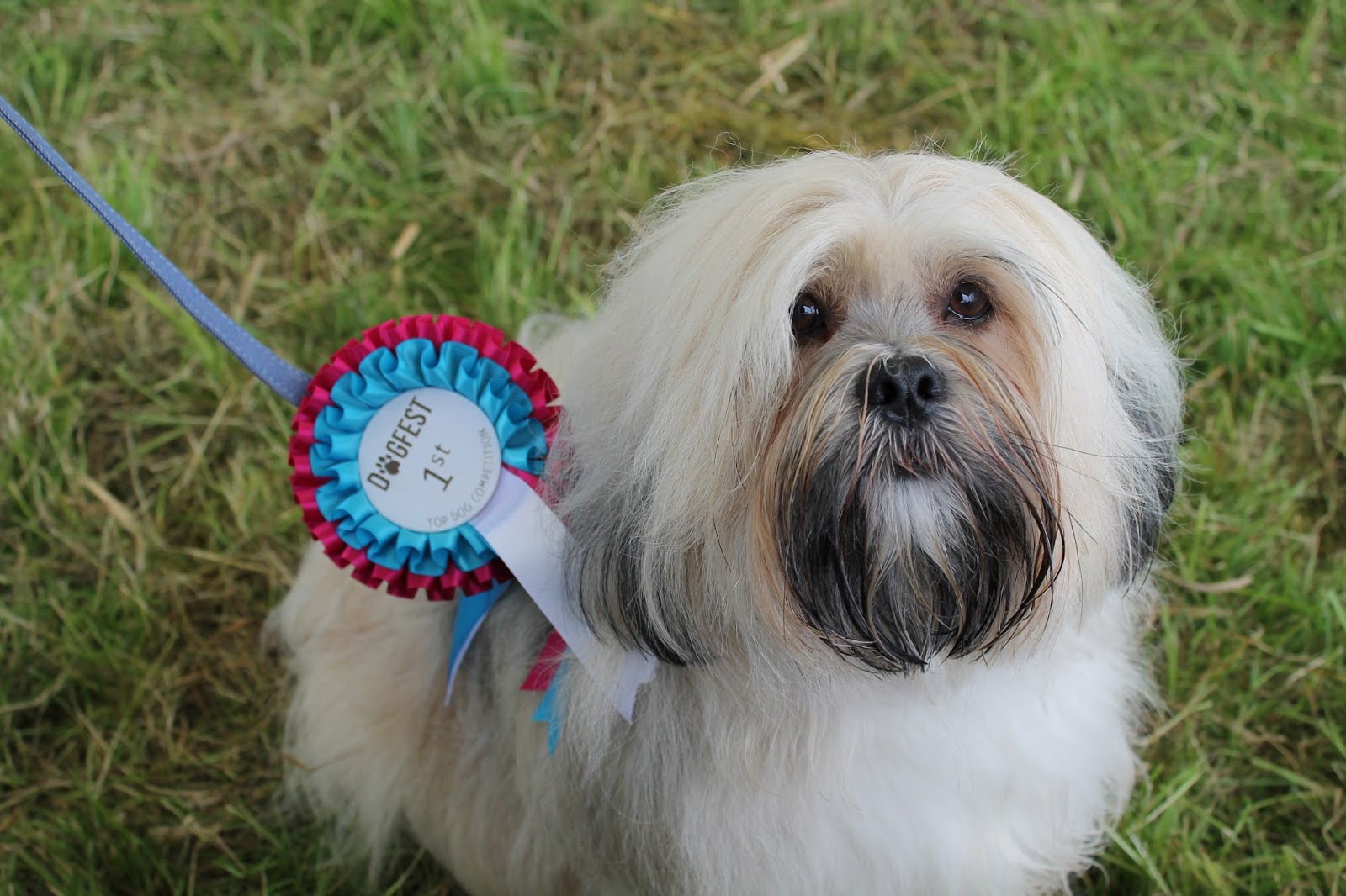 Grooming a Lhasa Apso Paws across Britain