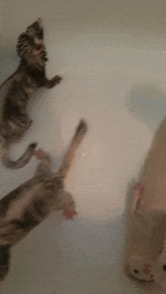 001.gif