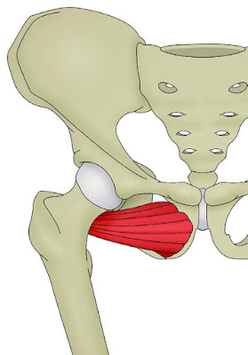 Anatomy of Inferior Pubic Rami - El Paso Chiropractor