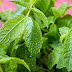 How To Make Peppermint Oil Help You Stop Eating Junk Food and Instead Burn Tons of Extra Calories