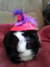 Guinea pig wearing a hat