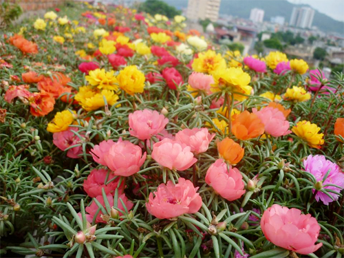 hoa mười giờ có mấy màu