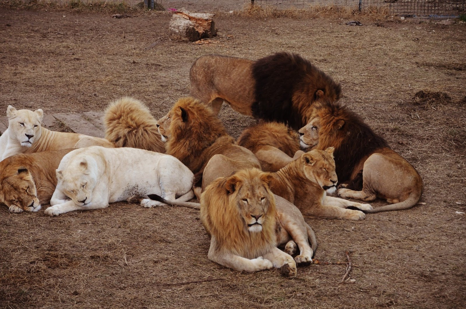 Шимпанзе бабуин. Прайд львов семья. Типы брачных отношений у животных. Прайд львов. Лев и львицы прайд.
