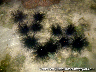 long-spined sea urchin (Diadema setosum)