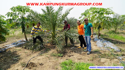 kebun-kurma-jonggol-segerra-dibangun kebun-kurma-jonggol