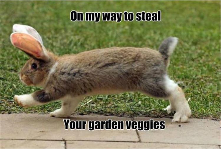 30 Funny animal captions - part 48, animal pictures with captions, best funny captions