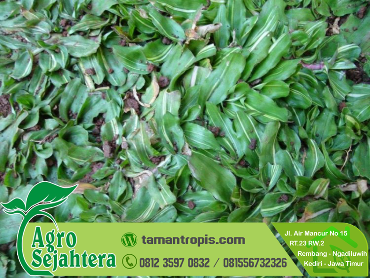 Rumput Gajah Mini Varigata