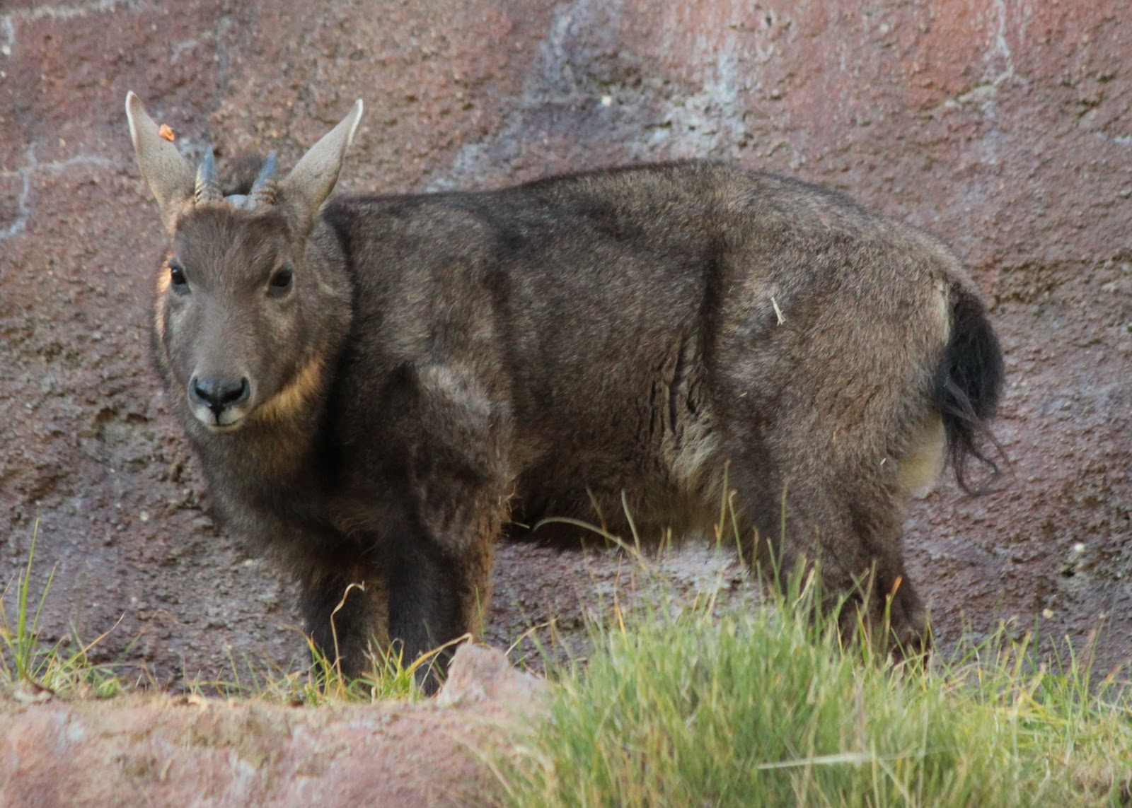 goral v11