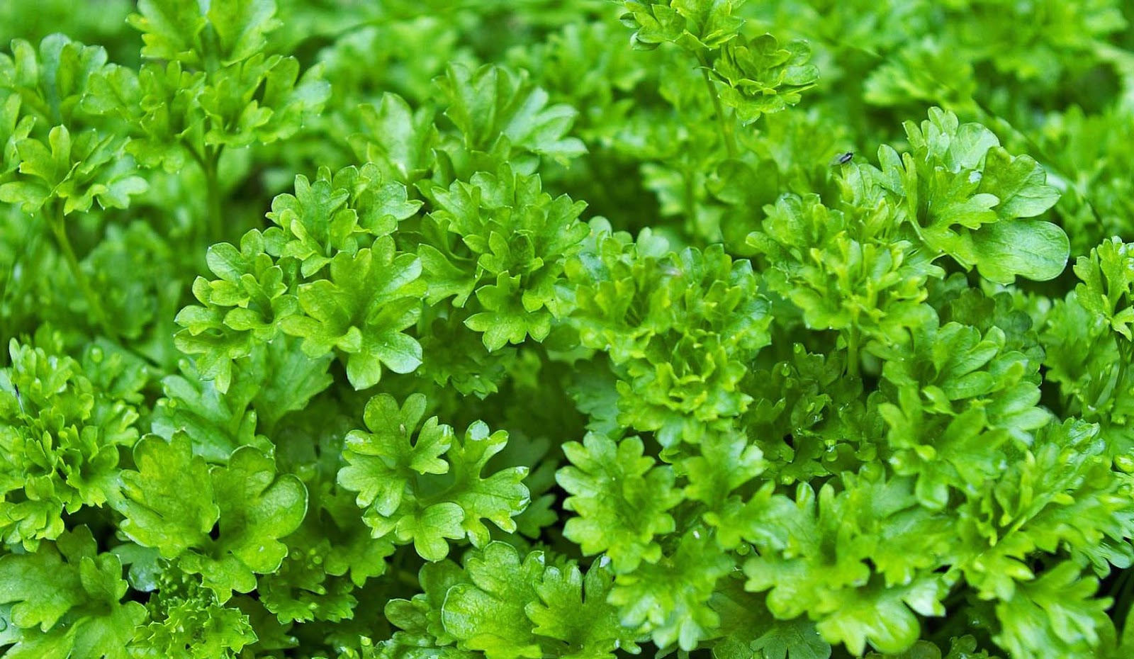 Culinary Physics Cilantro Taste Why Coriander Cilantro Tastes Like Metal Or Soap To Some People