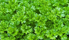 parsley-substitute-fresh-coriander-cilantro