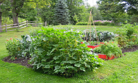 Cucumbers anyone?