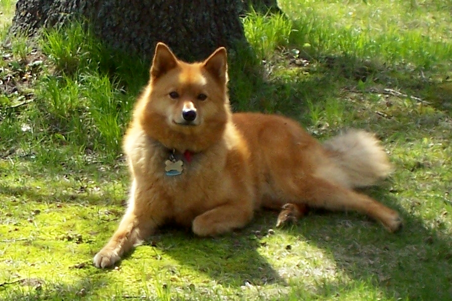 Finnish Spitz Dog Information Facts & Pictures All Wildlife Photographs