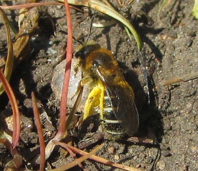 Brigit Strawbridge Why Solitary Bees are Such Amazing Pollinators