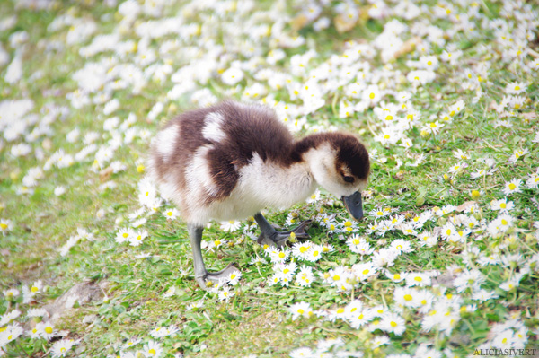 aliciasivert, alicia sivertsson, london, england, Ducklings, duck, ducks, änder, and, anka, ankunge, ankungar