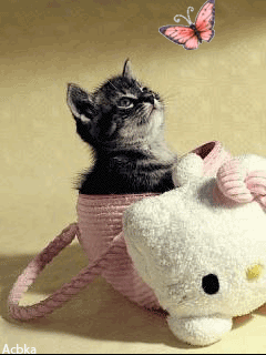 Mačka se igra sa leptirićem download besplatne animacije za mobitele