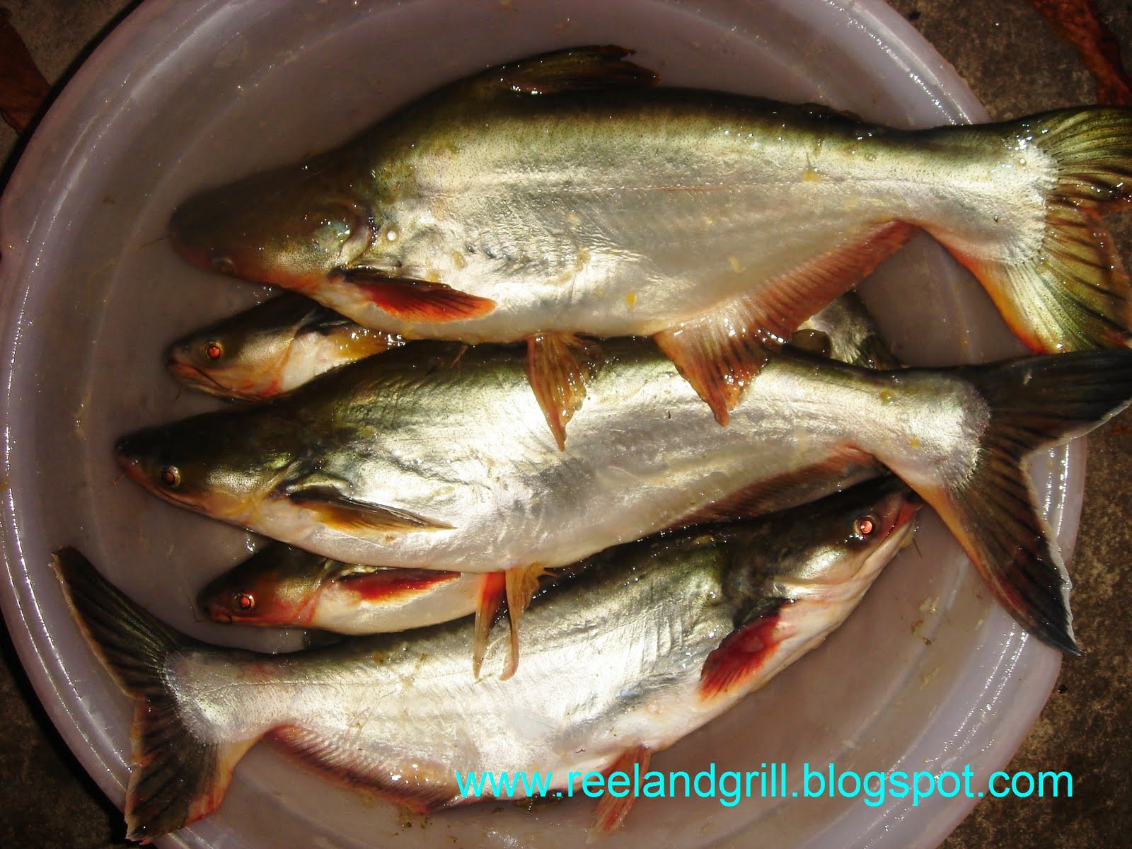 Reel and Grill Catfish and Pangasius Fishing in Apalit, Pampanga