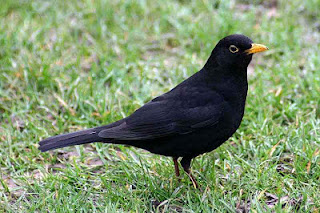 Κότσυφας (Turdus merula)