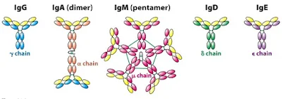 Imunoglobulin - berbagaireviews.com