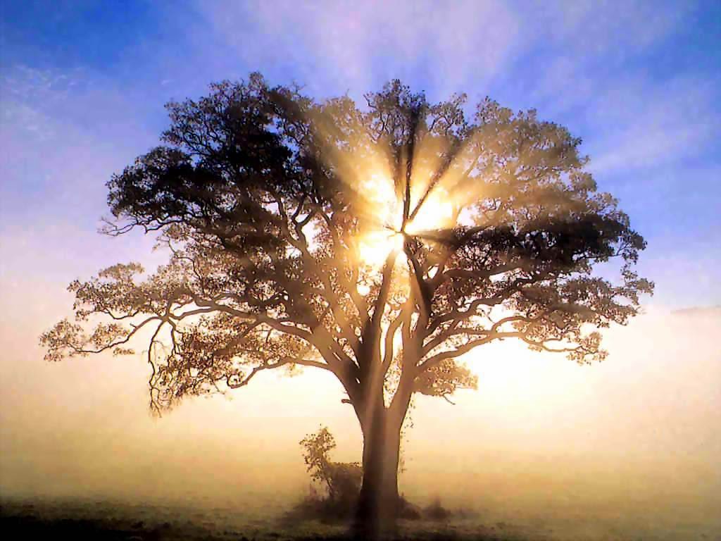 Sunrise through an American Oak Tree