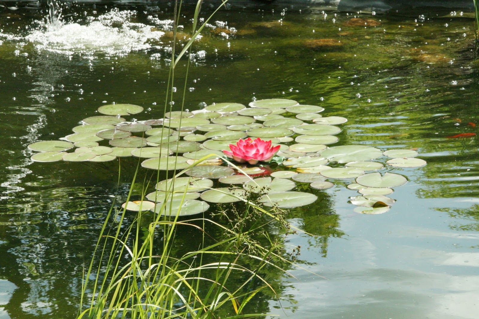 Mein Gartenglück im Juni voller Lebenslust Blog