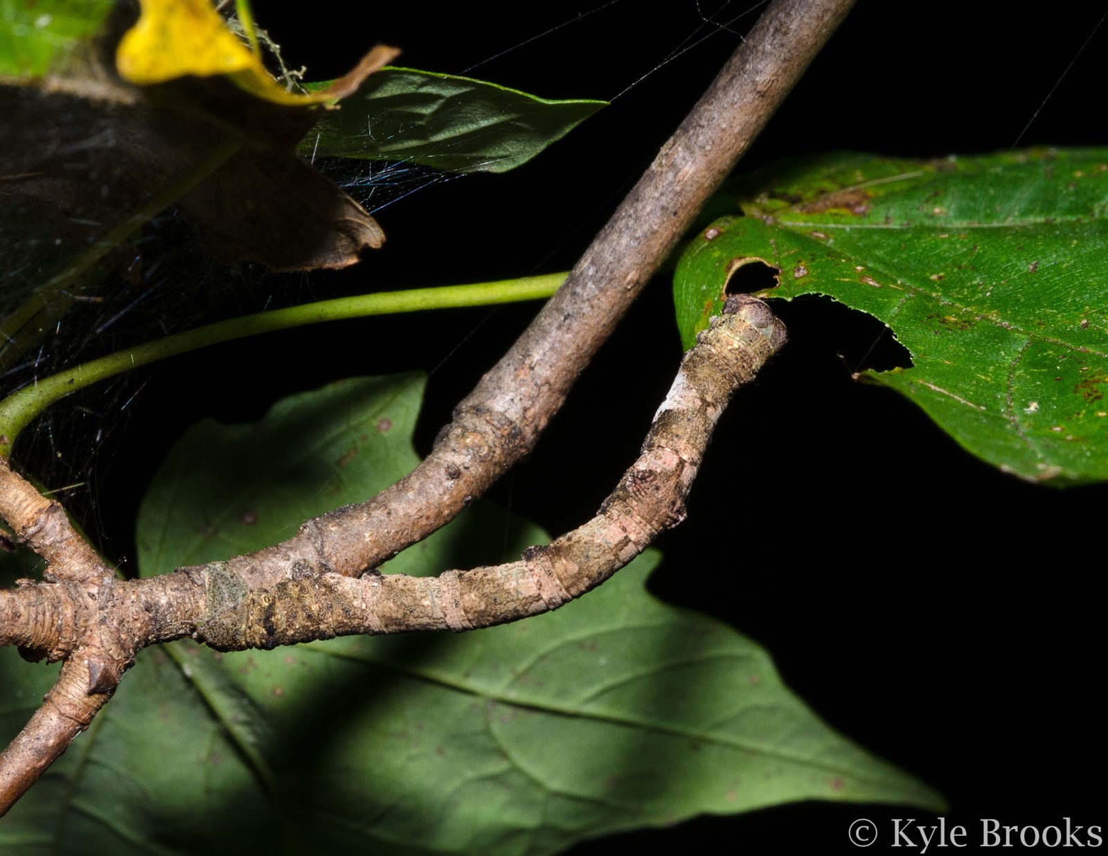 Camouflaged stick mimic geometer caterpillar