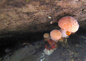 guttation of young Rhodotus palmatus