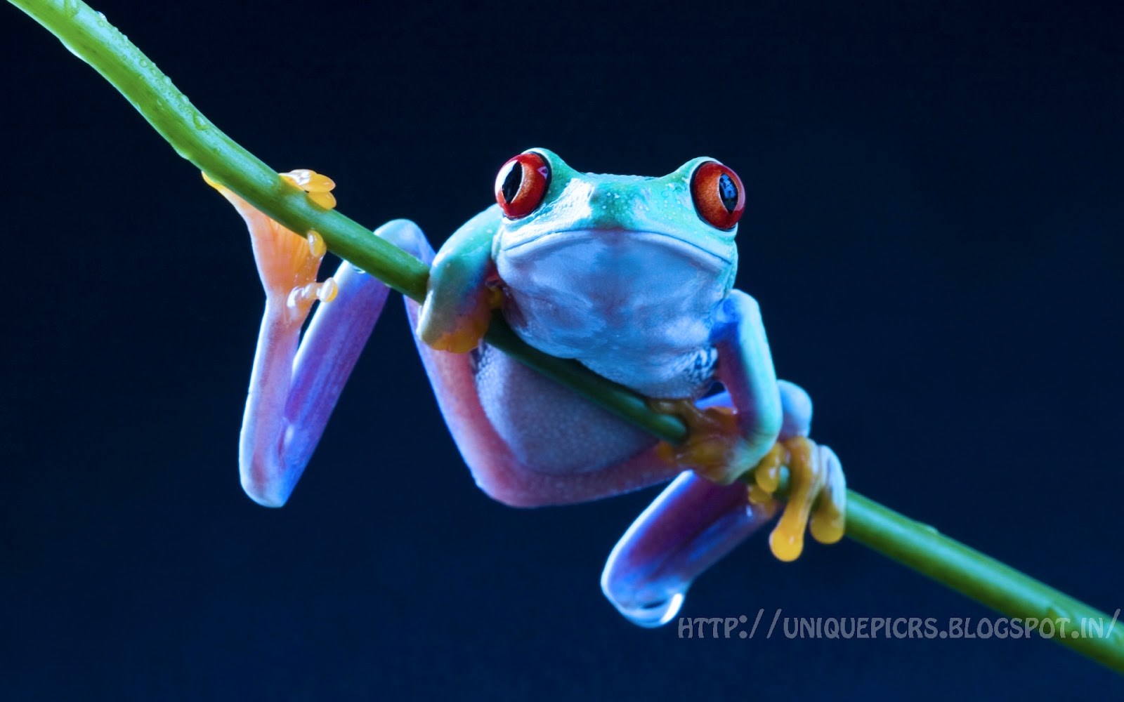 UniQuE PicTuRezzz...: Animal Green little Frog