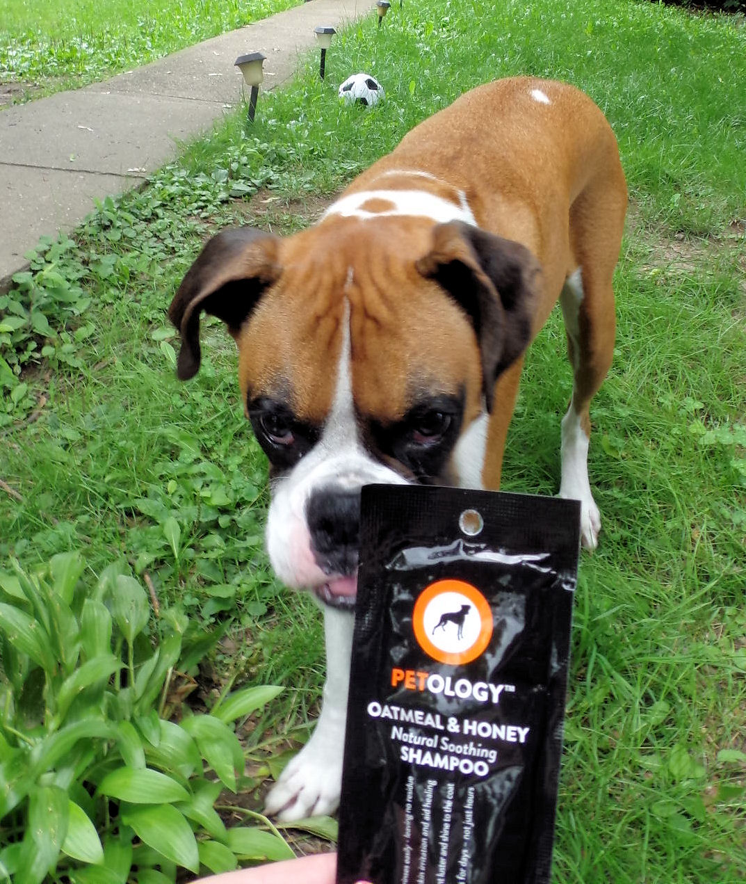 Dog Madness Petology Shampoos Combines Nature And Technology To