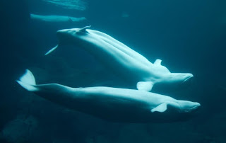 Beluga Whales Beluga Whales
