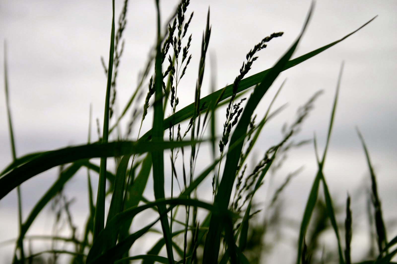 "A child said, What is the grass?"