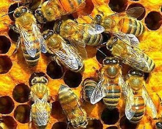 Abejas Foto de abejas trabajando en equipo