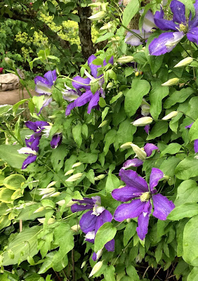 Clematis The President