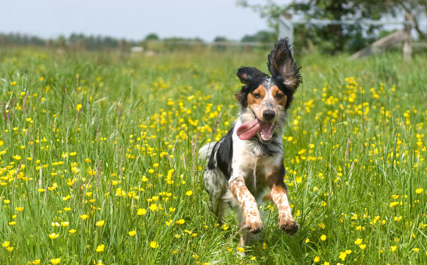 2017 Most Common Pet Insurance Claims Australian Dog Lover