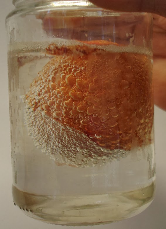 Fifth Class Blog The Effect of an Acid on an Egg