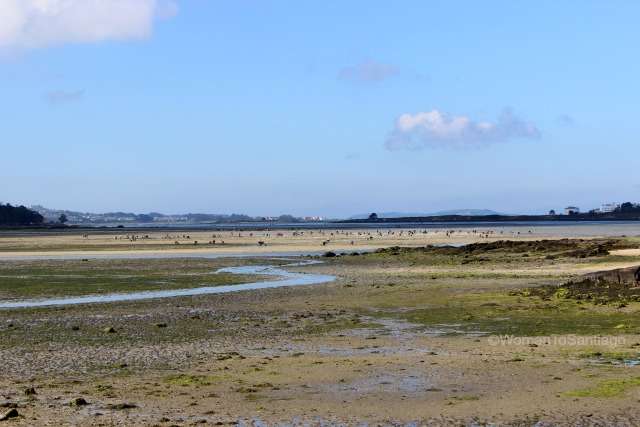 cambados-playa-o-sarrido-martin-codax.jpg