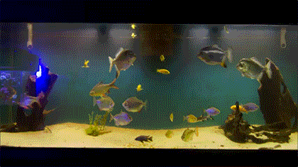 big fish tank