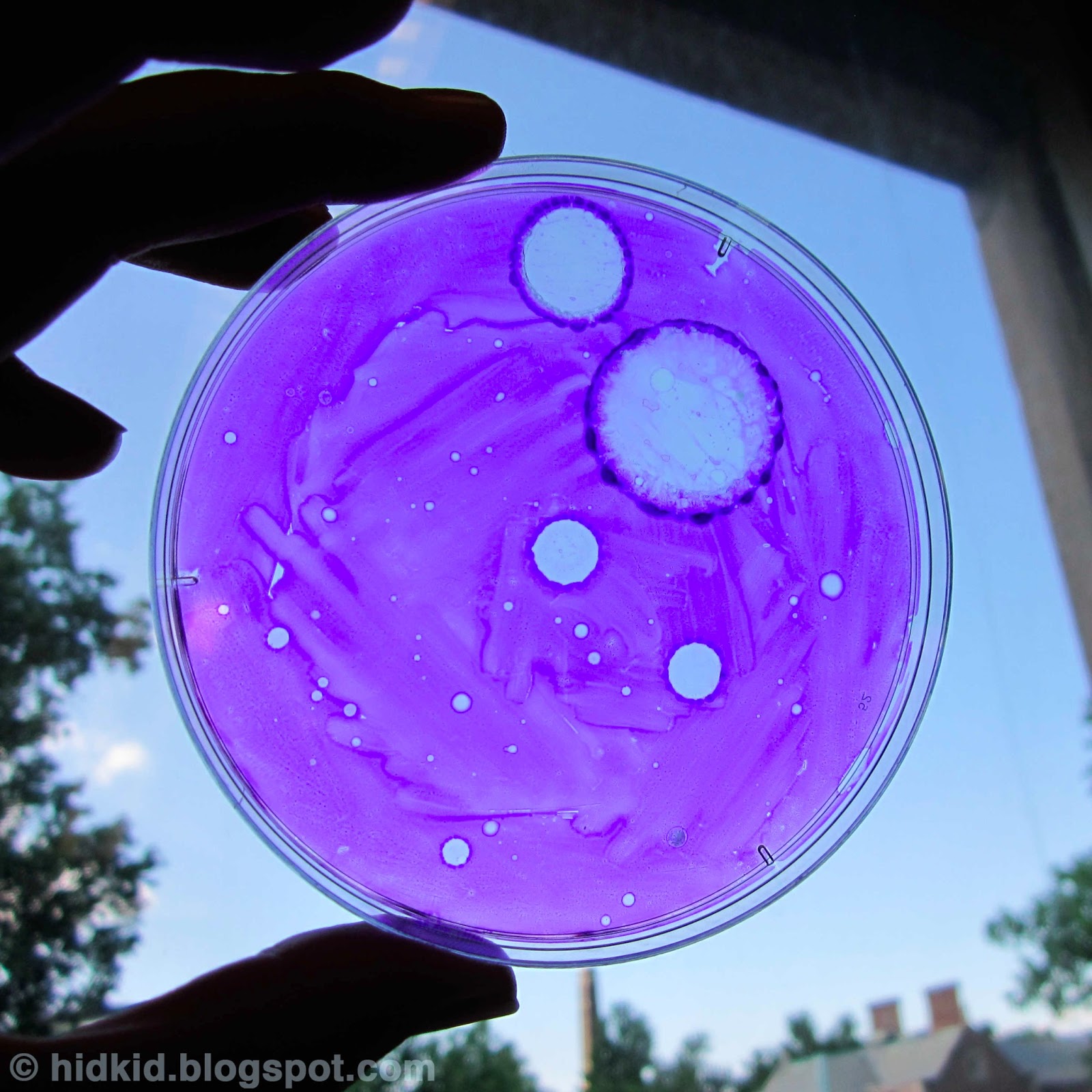 Craftimism Petri Dish Art