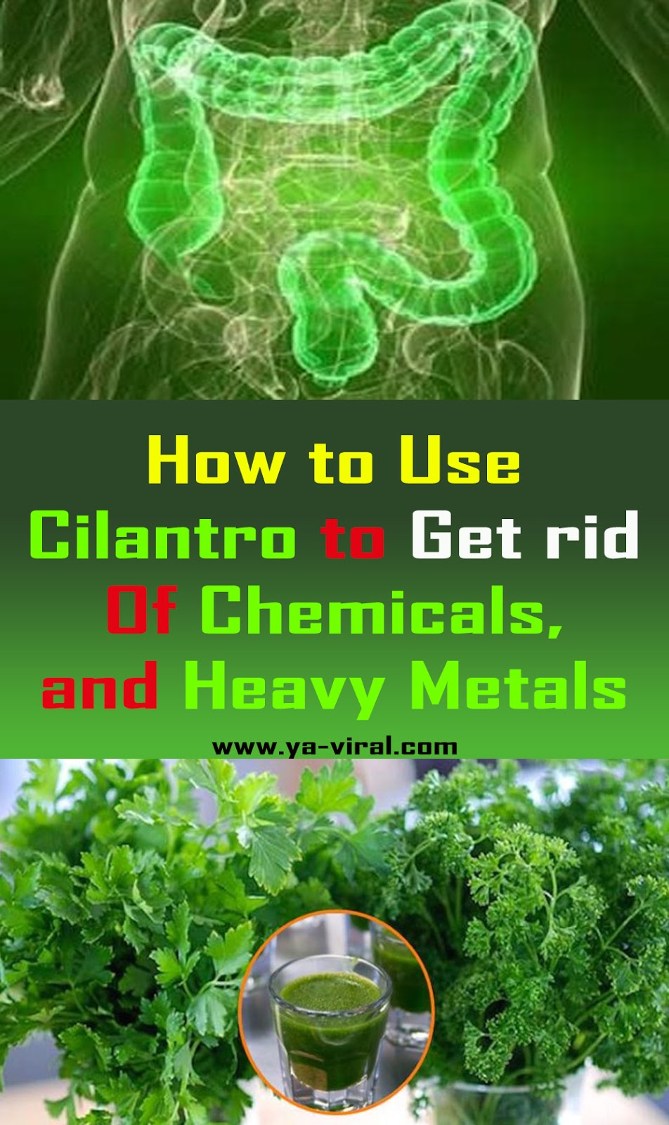 The most effective method to Use Cilantro to Get free Of Chemicals, and
