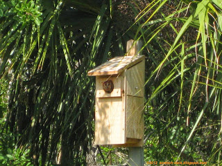 Stovall Screech Owl Nest Box