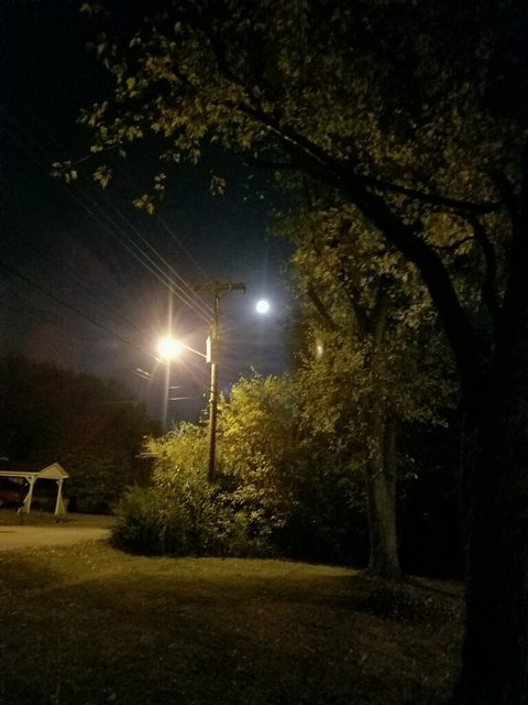 Extraña "criatura" es fotografiada corriendo por un jardín por la noche UR6GEnkl