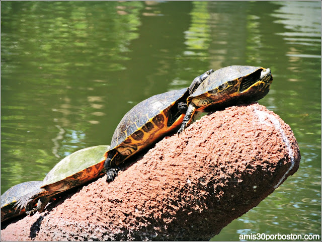  Leonhardt Lagoon en el Fair Park: Tortugas de Orejas Rojas