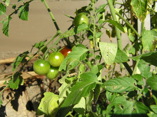 ripening tomatoes