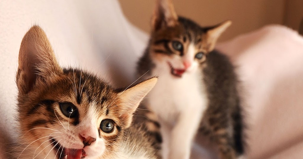 Il carattere dei gatti conoscerli ed imparare ad amarli Il carattere dei gatti conoscerli ed imparare ad amarli