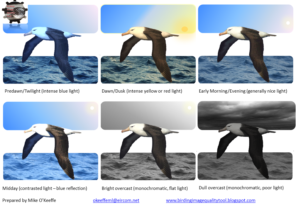 Birding Image Quality Tool Birds and Light Polarization