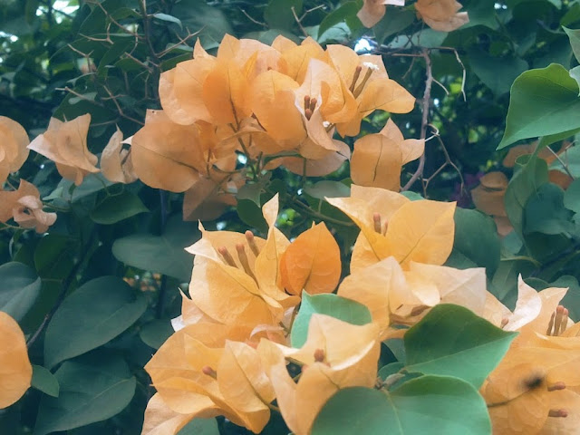 Plants Growing In My Potted Garden. How To Grow And Take Care of Bougainvillea.