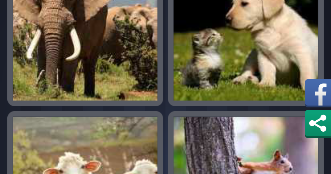 4 Pics 1 Word Answers Solutions: LEVEL 98 ANIMAL