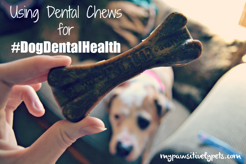 Using Dental Chews for Better DogDentalHealth Pawsitively Pets