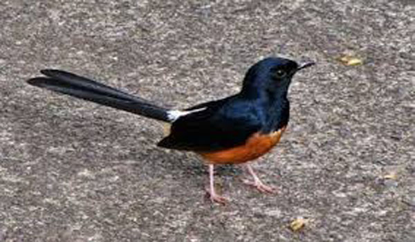 murai batu ngebetman