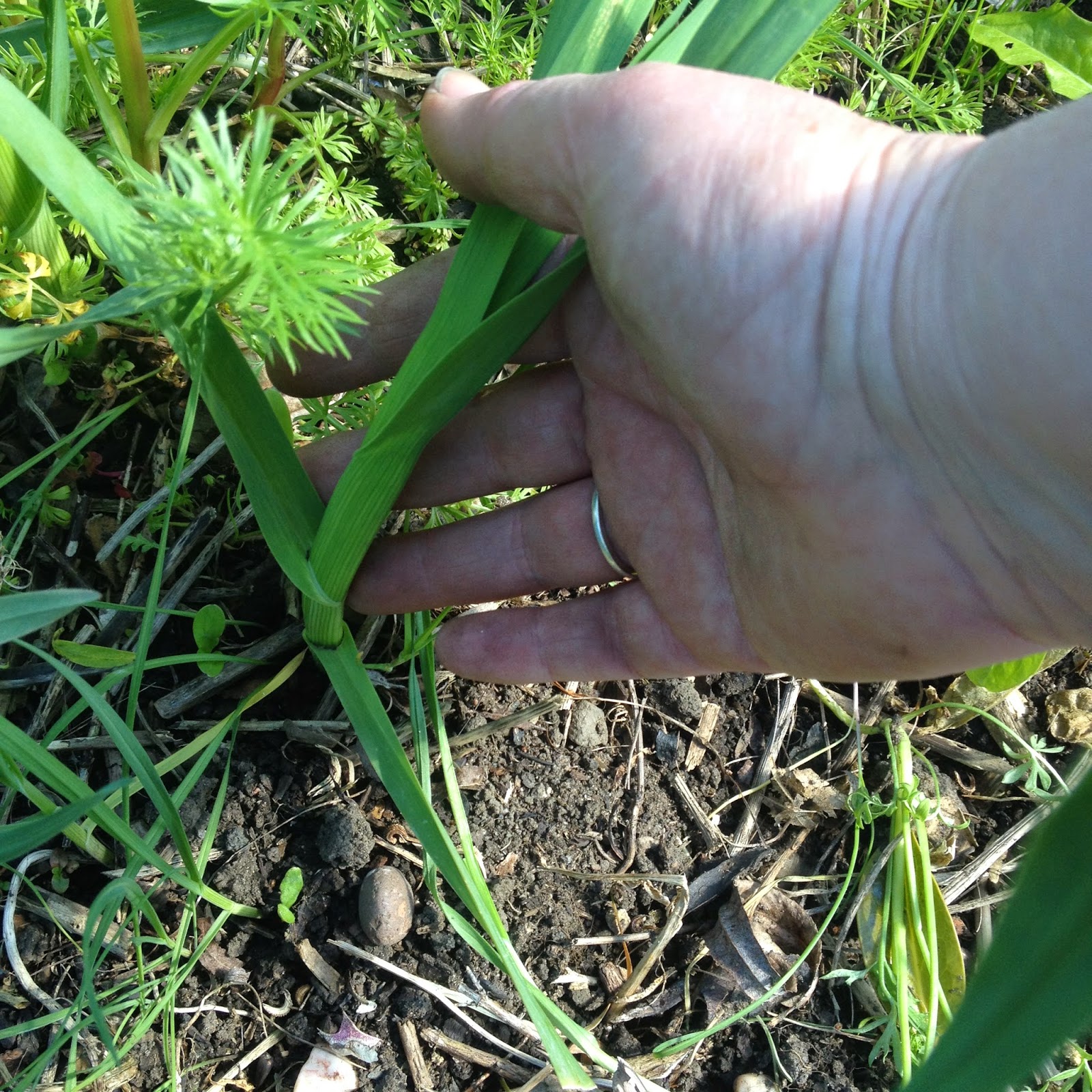 The Linear Legume Leek/garlic grass?