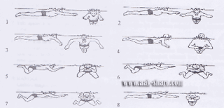Koordinasi Gerak Keseluruhan Renang Gaya Dada Websiteedukasi Com